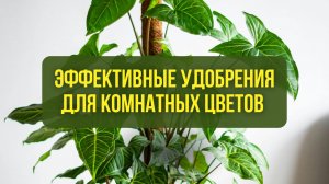 Эффективные удобрения для комнатных цветов