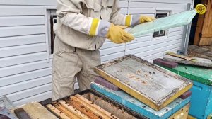 Как начать пчеловодный сезон и не ошибиться на самом старте?