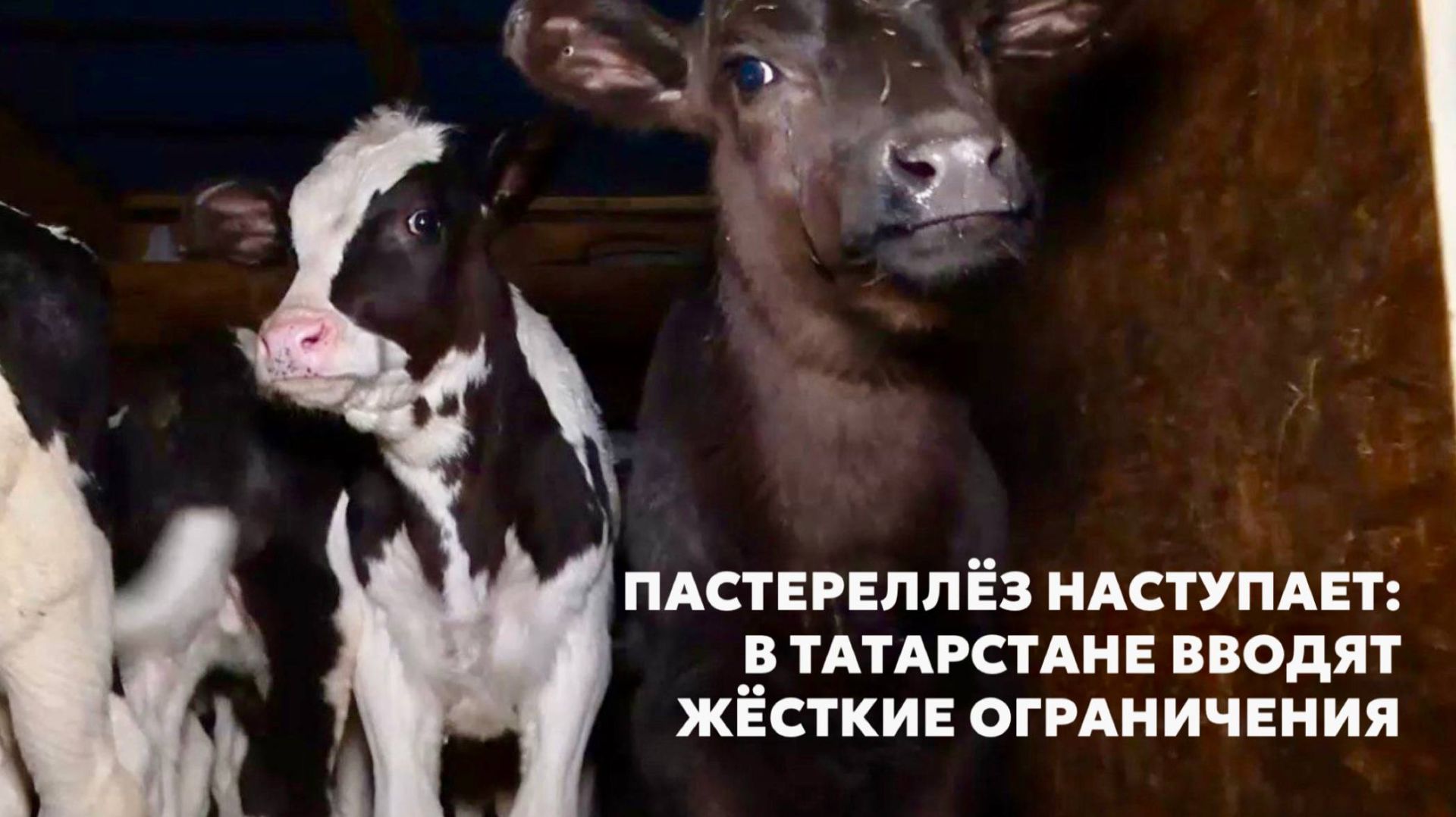 Пастереллёз наступает: в Татарстане вводят жёсткие ограничения