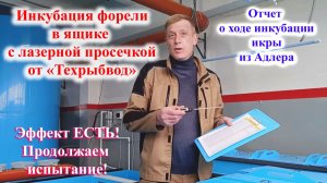 Первые итоги инкубации в новом ящике от "Техрыбвода"