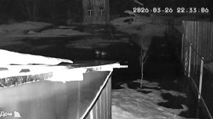 К нам прилетели дикие утки на огород 🦆🦆