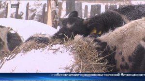 "Вести. Регион-Тюмень" (26.03.26/11:30)