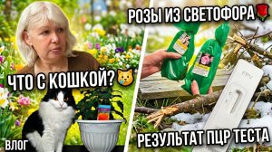 Переживала за кошку Дашу🥺 Результаты ПЦР теста, розы из Светофора и ЧП в саду.
