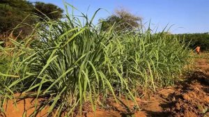 Продукты питания в суровых сельских районах.