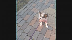 Мы с Джесей гуляем