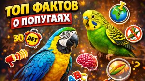 ТОП ФАКТОВ О ПУПУГАЯХ