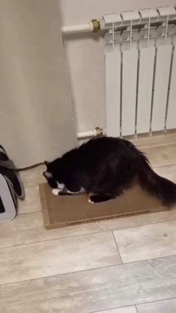 Котейке когтеточка зашла сразу!❤️