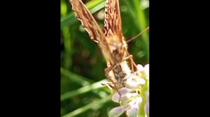 Бабочка бяк бяк Иван-чай Butterfly byak byak Ivan-tea