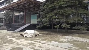 #217.Анапа-Москва.Два видео что не вошло.Зацветает Сакура.