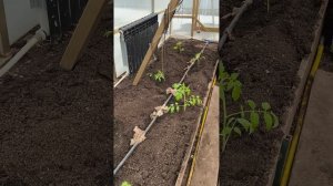 26 марта #теплица #дача #садоводничество #огород #уходзатеплицей #зима #урожай