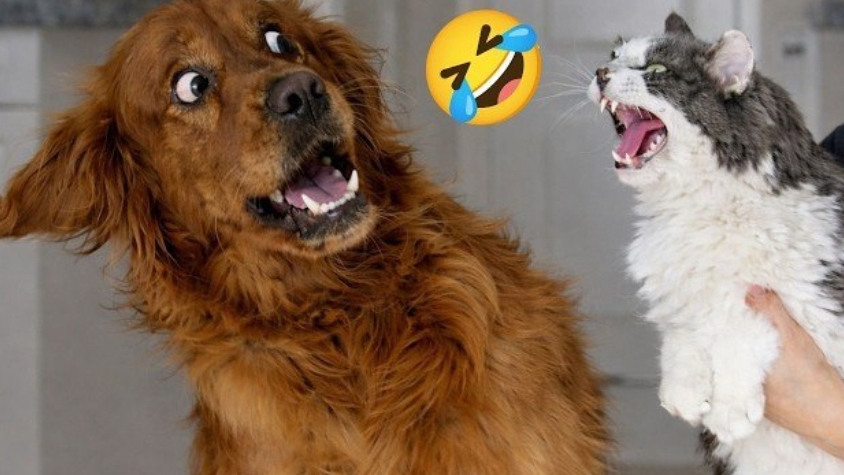 Подборка смешных видео о собаках.