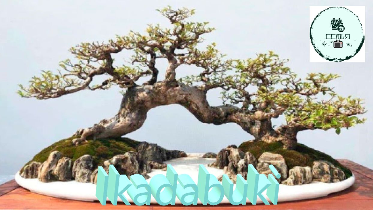 СТИЛЬ БОНСАЙ ИКАДАБУКИ Ikadabuki или БАЛСА Balsa