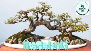 СТИЛЬ БОНСАЙ ИКАДАБУКИ Ikadabuki или БАЛСА Balsa