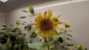 Подсолнечник, умноженный на 20. Новые сорта вывели наши селекционеры ВНИИМК