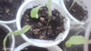 Обзор рассады томатов сорта "Оля Ф1" посаженных в феврале