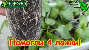 Всего 4 ЛОЖКИ, и корни кучерявые: рассада не перерастает и красивая как с картинки. Мой личный опыт.