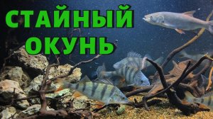 СТАЙНЫЙ ОКУНЬ