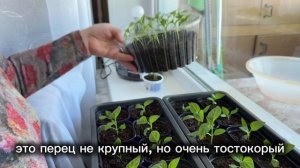 Рассада перцев