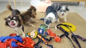 НАС ПОХИТИЛА ГРЕННИ 😳 Глазами питомцев