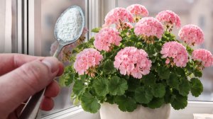 1 Ложка под любой цветок и даже самый слабый куст оживет, позеленеет и пышно зацветет!