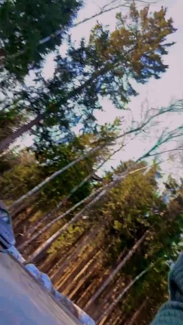 "Лучше, если…" ❥ Приют в Малинках #приютдляживотных