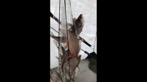 Зимняя рыбалка на Малышево (Хабаровск), рыбалка на Хапугу!