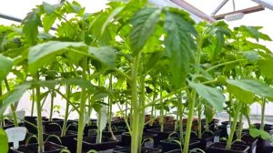 Не томаты, а 33 богатыря! Обзор рассады через месяц после посева