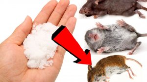 Как избавиться от мышей и крыс навсегда За 1 минуту!!!!!!САМЫЕ ЛУЧШИЕ СПОСОБЫ В МИРЕ!!!!!!!