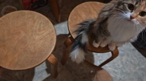 МЯУ, едим конфетки, мои котята и Арчи