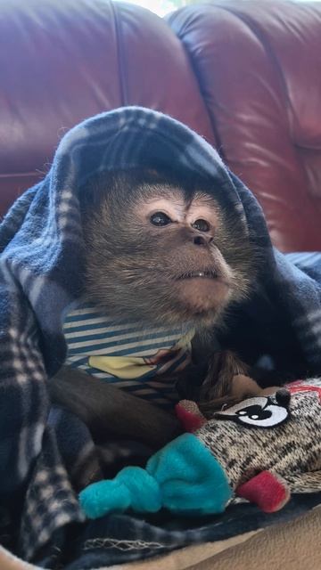 а поговорить? доброе утро от Зиновия🤗🐒 смотреть онлайн