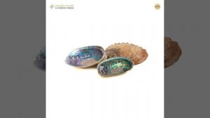 Три пауа (Новая Зеландия)