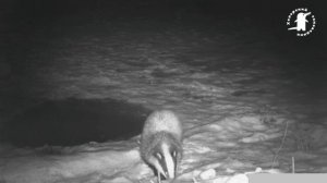 Кто пришел к полынье на озере