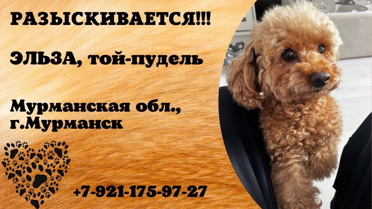 Пропала собака! ЭЛЬЗА, той-пудель. Мурманская обл., г.Мурманск.