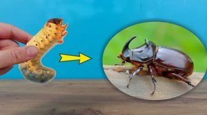 Как вырастить Жука Носорога из Личинки в домашних условиях