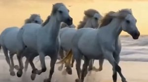 #horses #sea #animals #nature #fyp