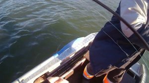 Весенний джиг на Чулыме!