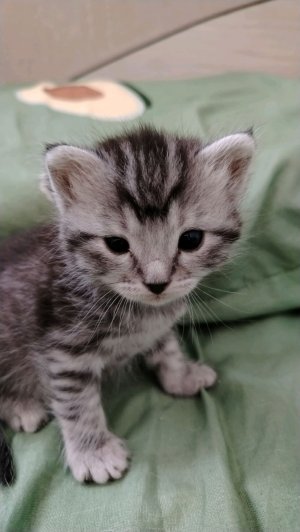 1 трансляция