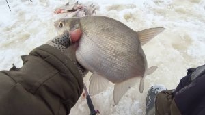 Лещ на сало с мотылём . Судак и берш на жерлицы в глухозимье .