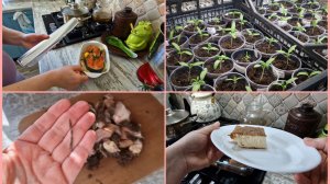 Переживаю как рассада переживёт эти дни. Дела выходных дней и страшная находка