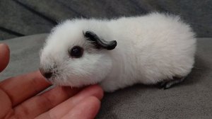 американский тедди белый, калифорнийский с ч.п., возраст 1,5 мес.