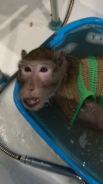 Семён сильно поспешил😂🐒 смотреть онлайн