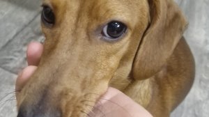 Занятия с Вестой