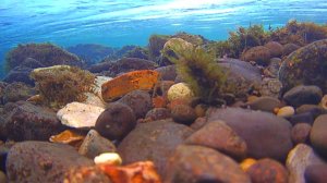 Открытие рыбалки на хариуса. Чуть-чуть подводных кадров с реки.