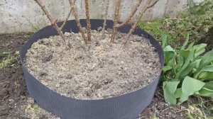 Приствольные круги из бордюрной ленты.