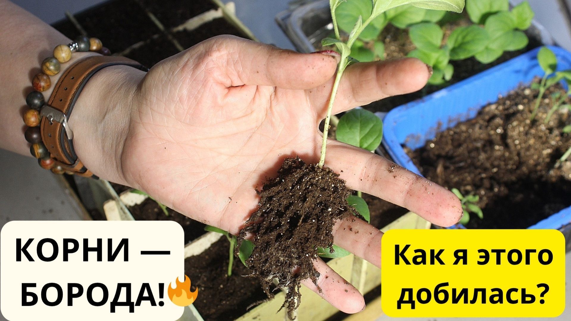 КОРНИ БУДУТ КАК БОРОДА! 🔥 Пересадка перцев и баклажанов: мой секретный грунт и «живые» помощники.