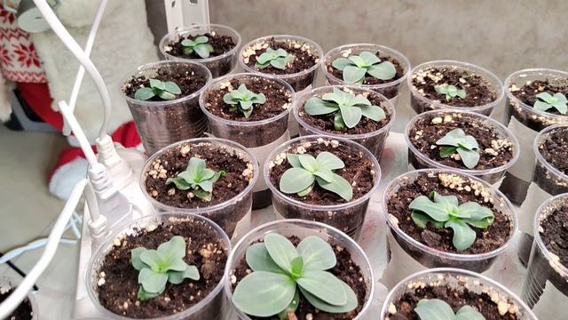 Обзор моей рассады цветов и томатов на 26 марта! Меня все радует