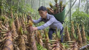 Свежесваренные побеги бамбука быстро распродаются на рынке. Жизнь и быт во Вьетнаме