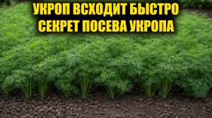 Укроп всходит быстро и щеткой! Как посеять укроп чтобы получить быстрые всходы