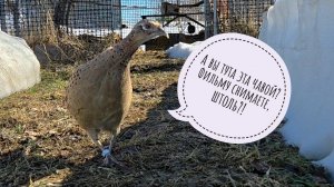 Выпуск курвочек фазанов на волю вольную: закрученный сюжет, драма, внезапные повороты и открытия