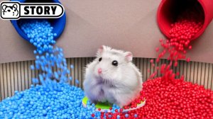 🥇Подборка лучших испытаний хомяков🐹Игра в кальмара, Алькатрас, Granny и не только!